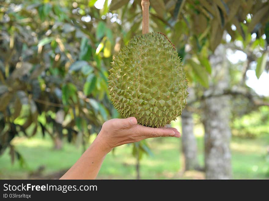 Hand Supporting A Durian Fruit At A Plantation