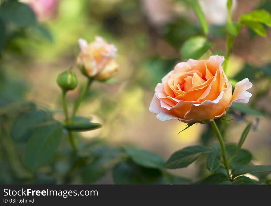 Rose in a garden