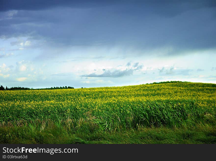 Field Of Canola