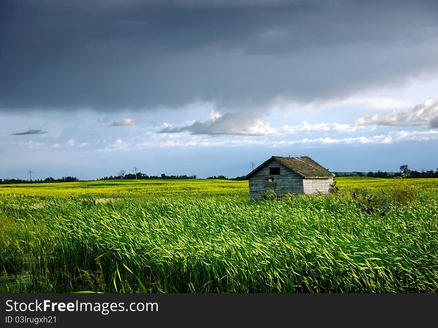 A wooden shed is partially hidden amidst a field of canola. A wooden shed is partially hidden amidst a field of canola.