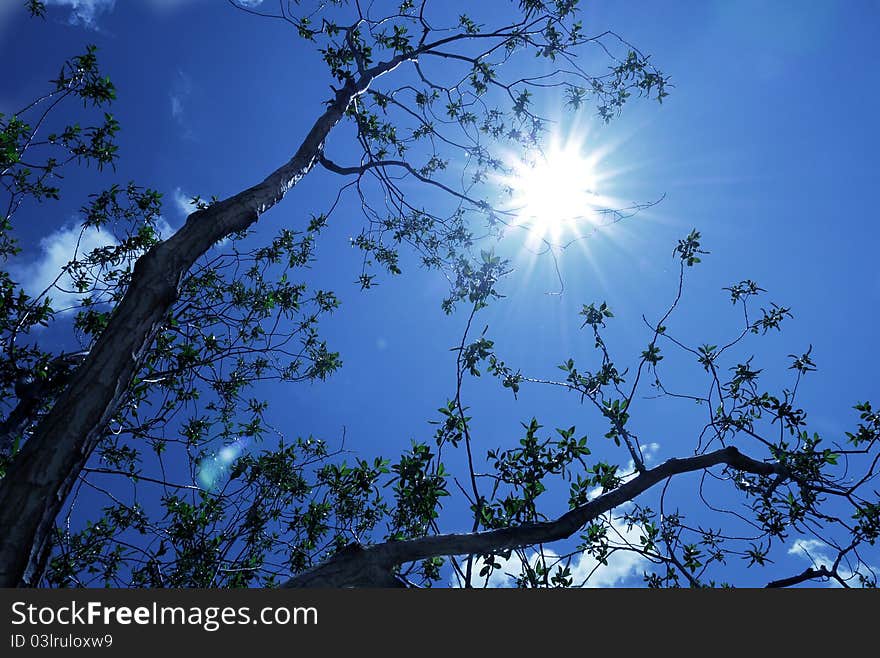 Dramatically angled branches stretch towards the sun on a bright summer day. Dramatically angled branches stretch towards the sun on a bright summer day.