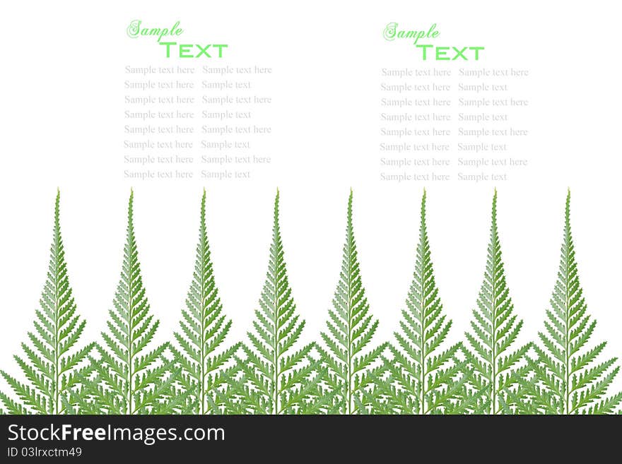 Fern leaves frame with sample text