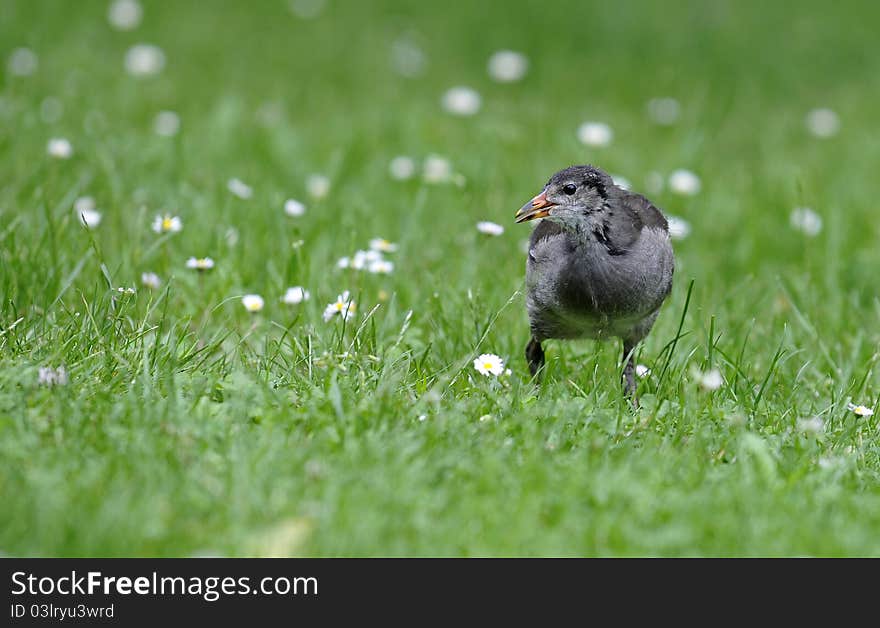 Baby moorhen