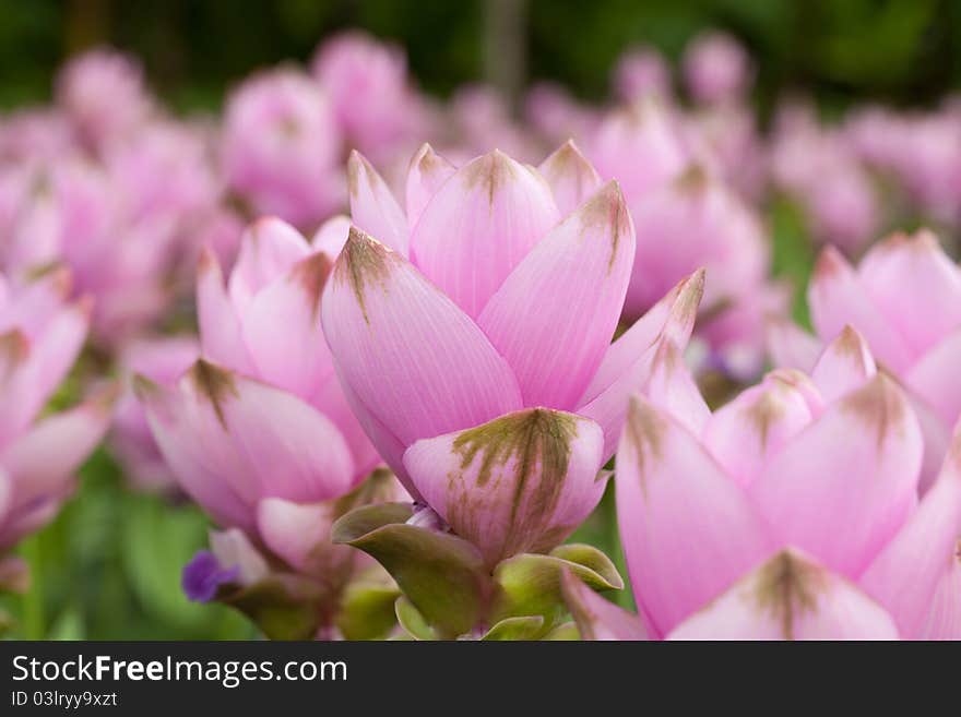 Siam tulip flower on public garden, Thailand