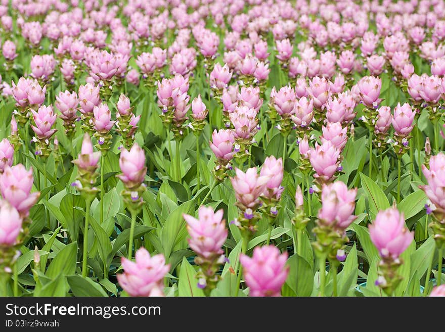 Siam tulip flower on tropical garden