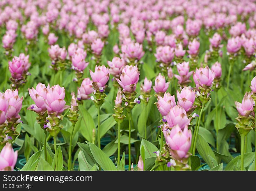 Siam tulip flower on public garden, Thailand