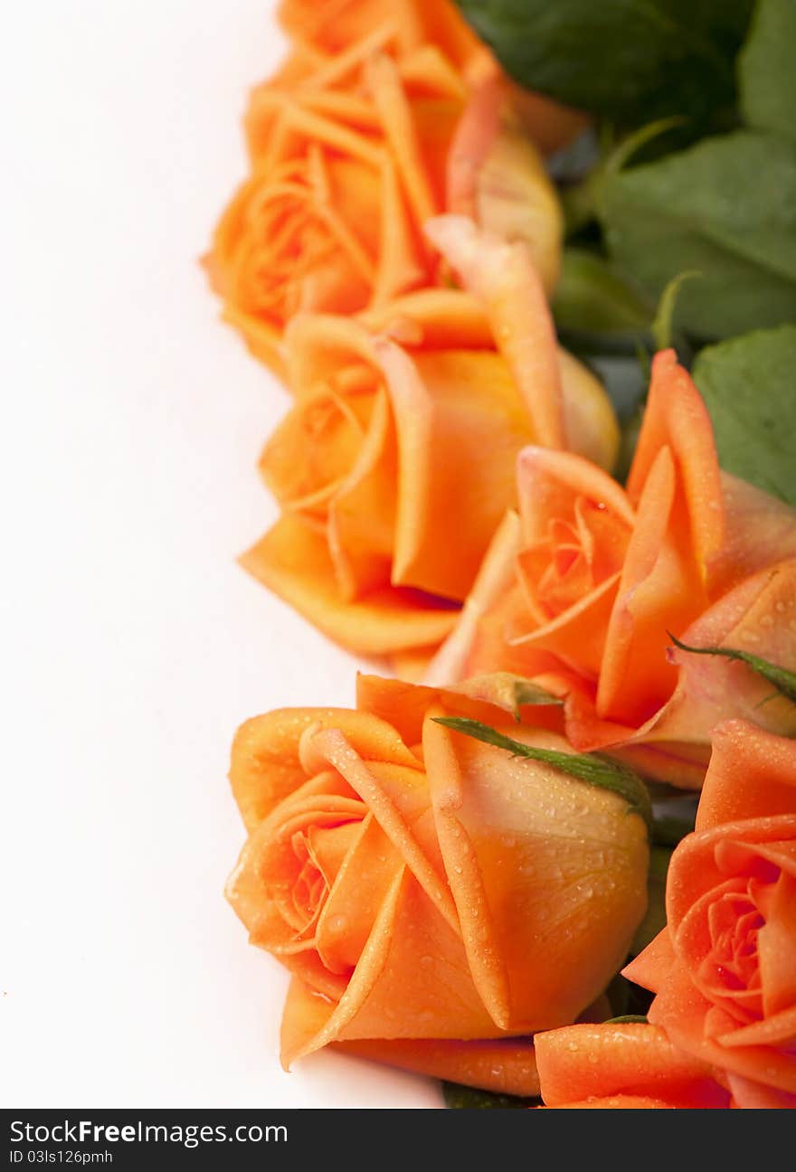 Bouquet of yellow roses on white background