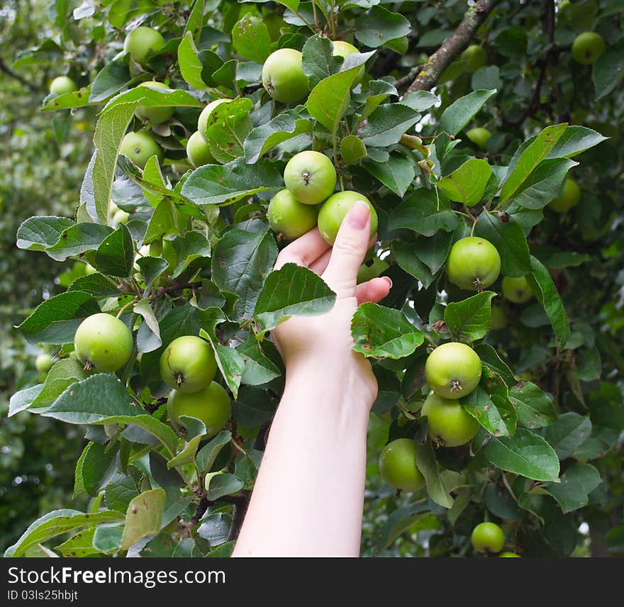 The hand breaks green apples in a garden