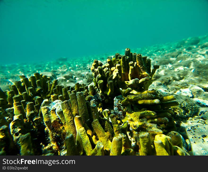 Yellow coral on ocean bottom, clear and blue water, marine life form in adriatic sea