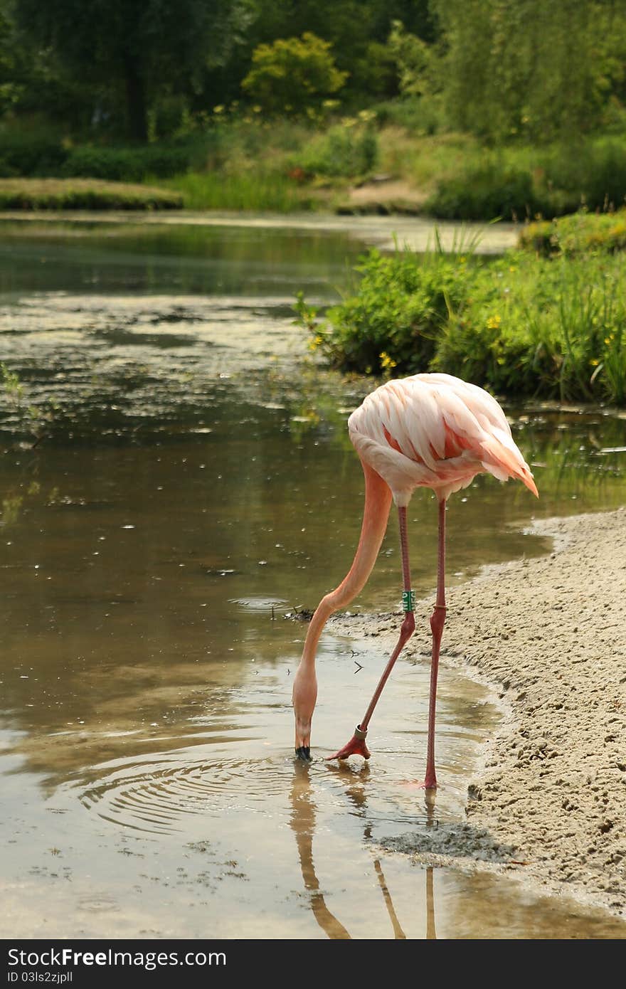 Long legged Flamingo drinking water in the lake