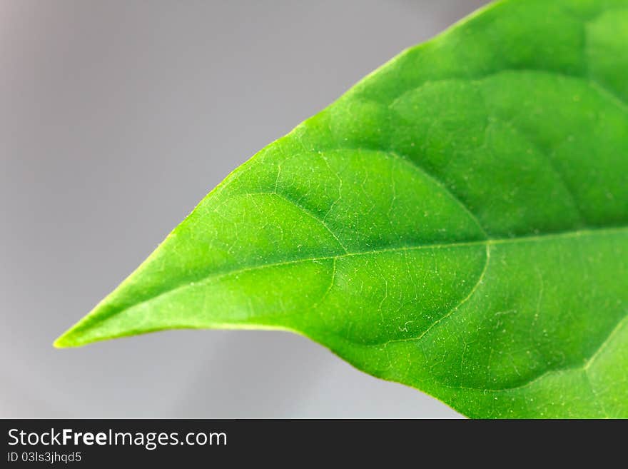 Young Avocado Leaf,Macro Shot