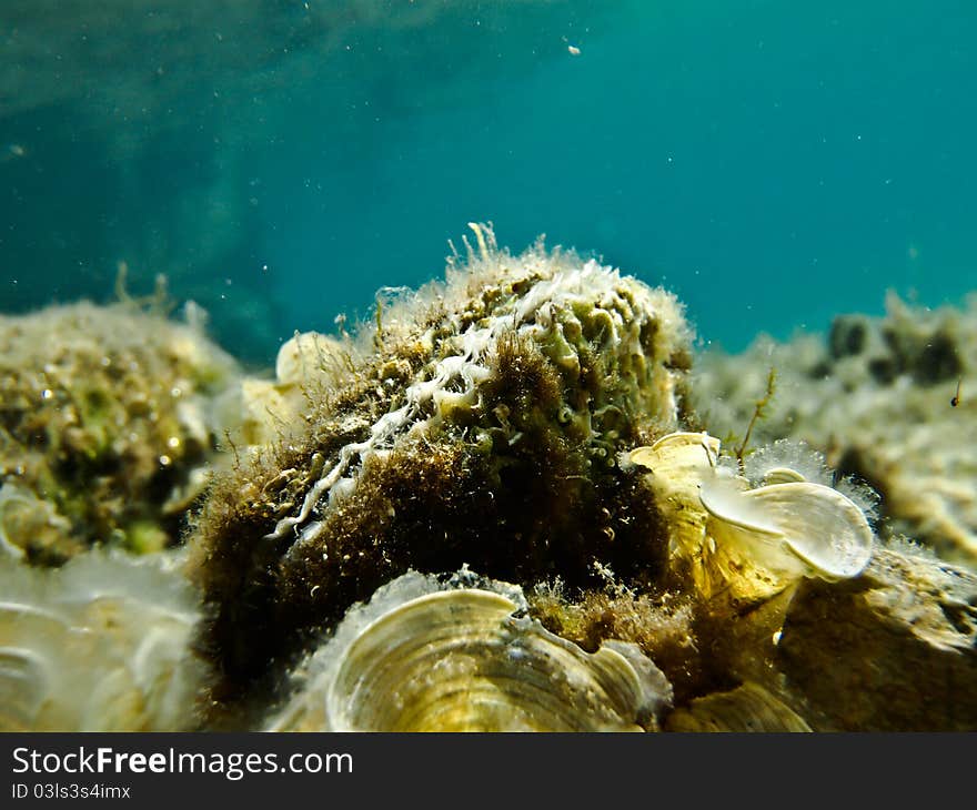 Big camouflaged shell in very blue ocean water, waiting something to eat, marine life form in cristal sea