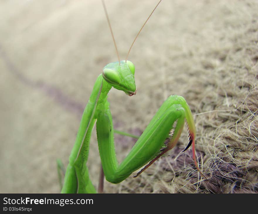 Green praying mantis climbing a brown sack