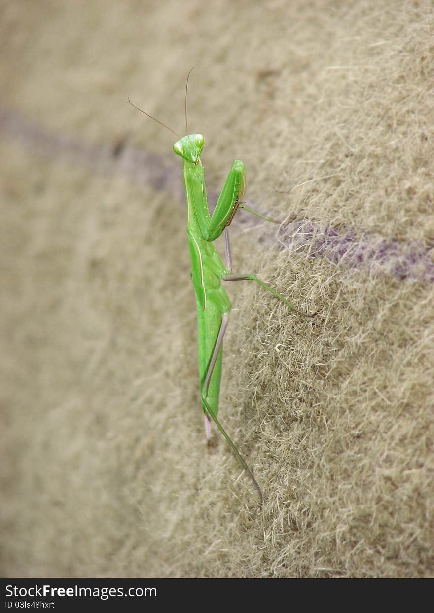 Green praying mantis climbing a brown sack