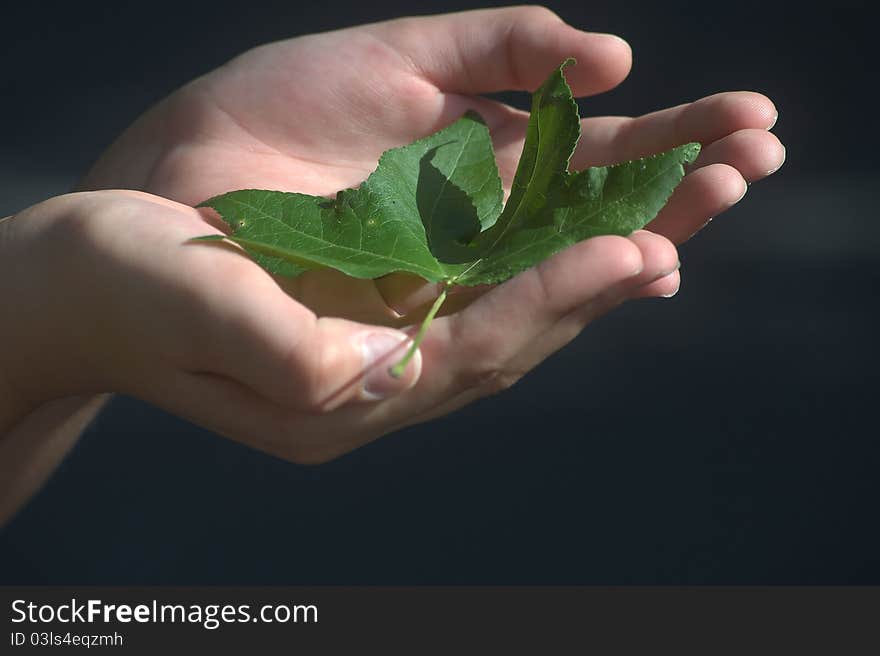 A boy holding a leaf up to the sun. A boy holding a leaf up to the sun.