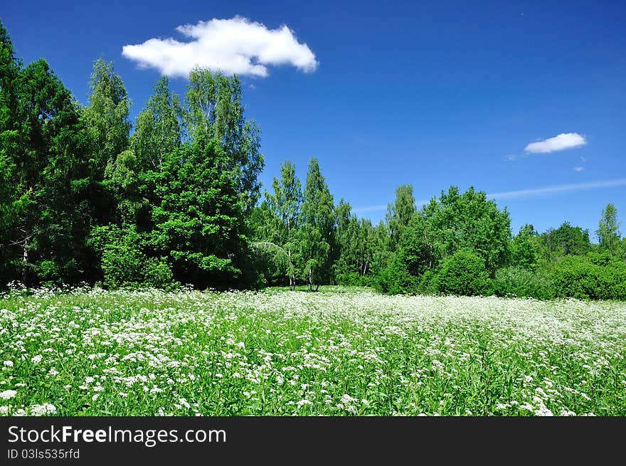 Photo of a field and wood against the dark blue sky. Photo of a field and wood against the dark blue sky.