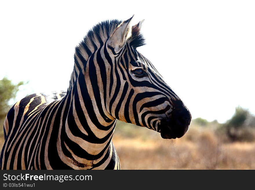 Zebra Portrait