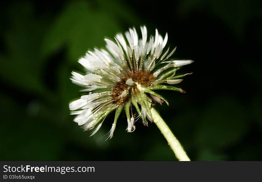 Dandelion close up