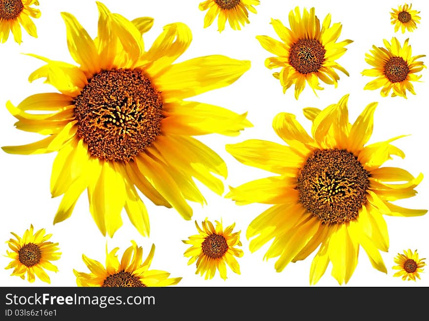 Beautiful yellow Sunflower petals closeup