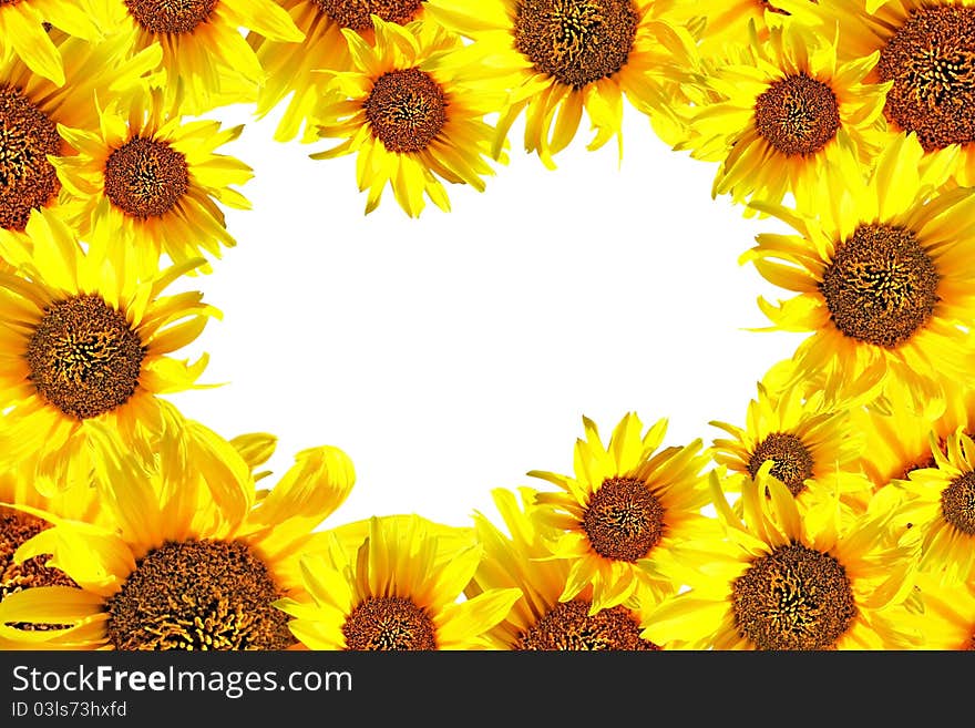 Beautiful yellow Sunflower petals closeup