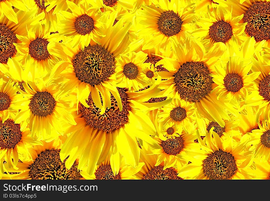 Beautiful yellow Sunflower petals closeup