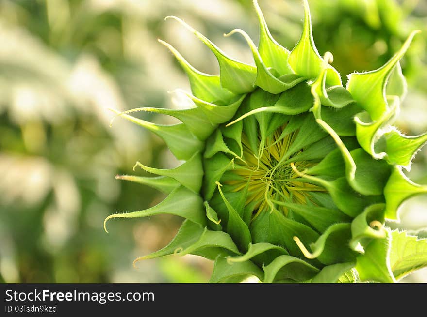 Sunflower in the begging of it's life