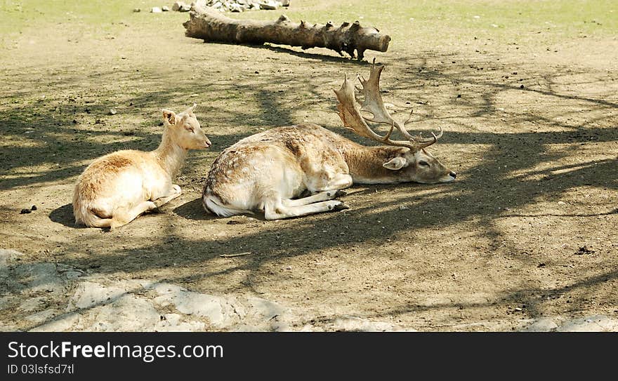 Spotted deer lying on a grass. Spotted deer lying on a grass.