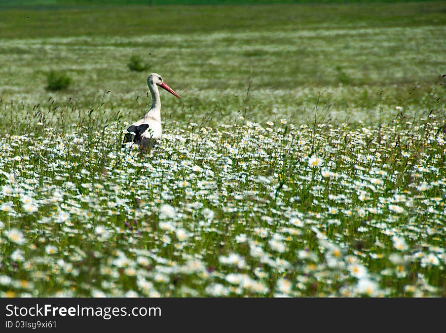 Stork