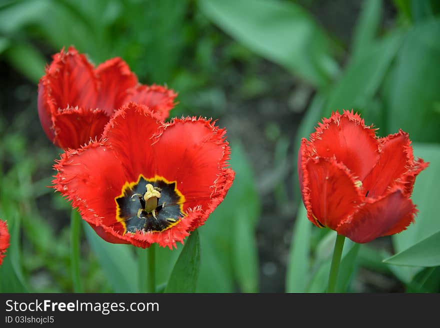 Tulips in garden. Classical spring flowers