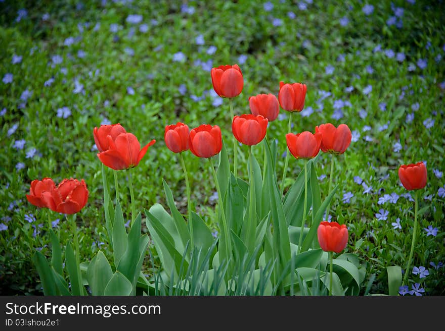 Tulips in garden. Classical spring flowers