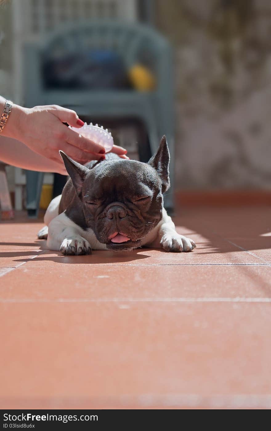 Cleaning Dog