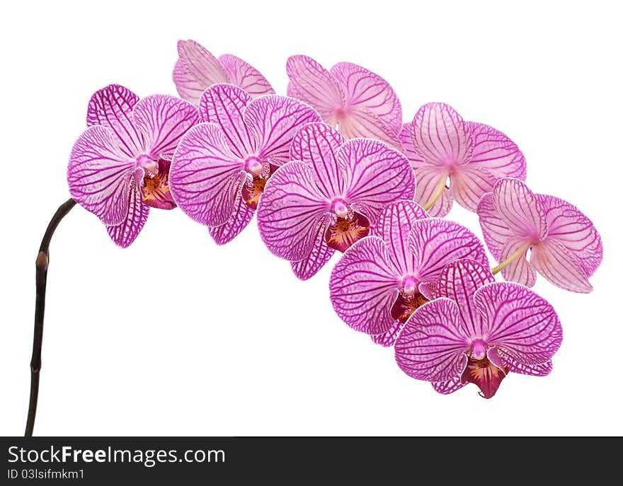 Orchid isolated on white background