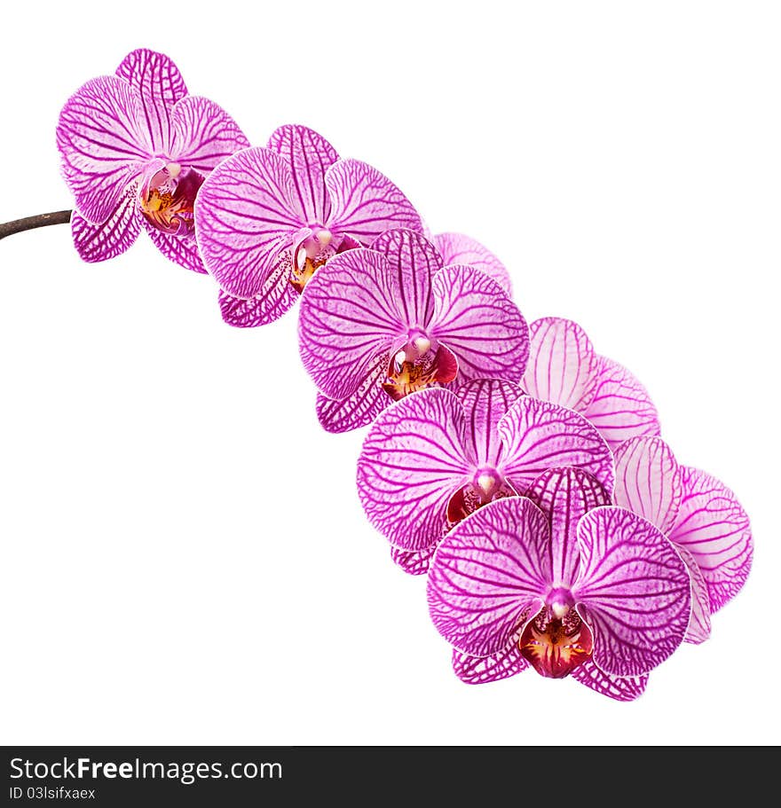 Orchid isolated on white background