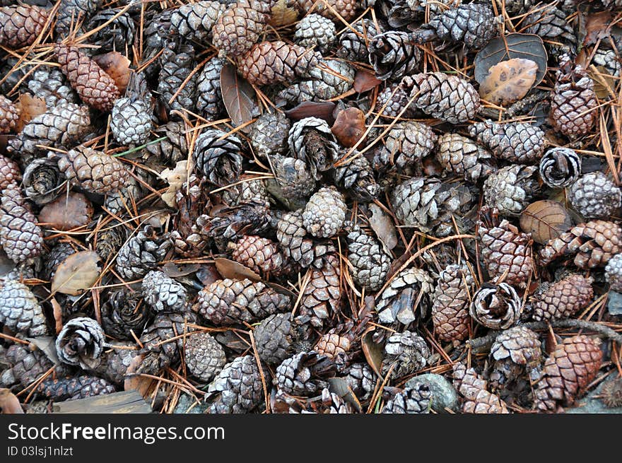 Pine Cone Texture