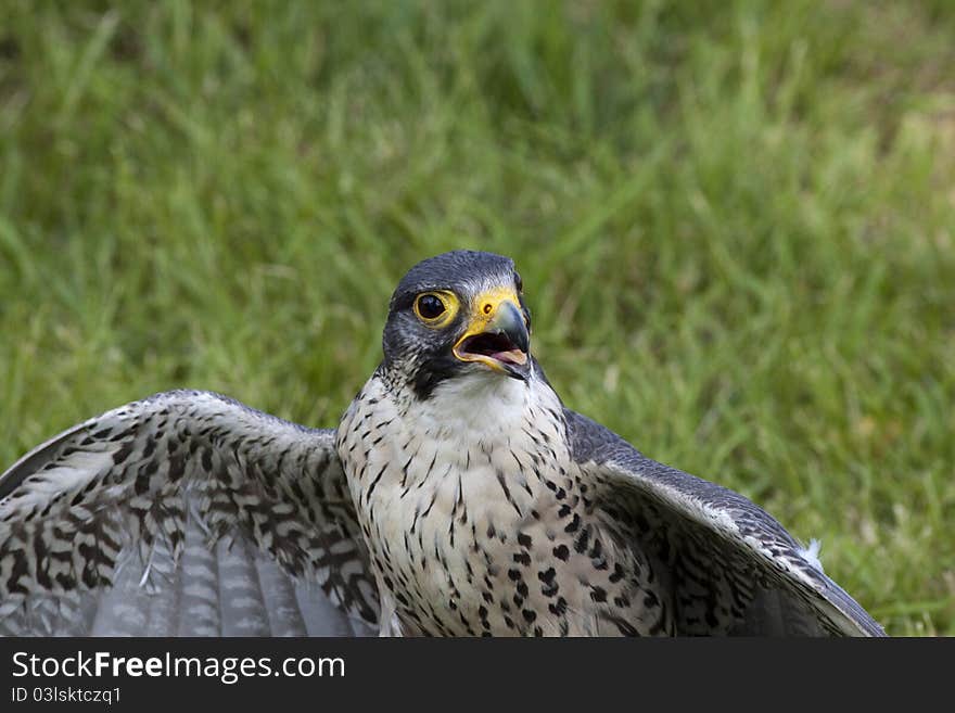 Predator falcon peregrine (Falcon peregrinus) in falconer