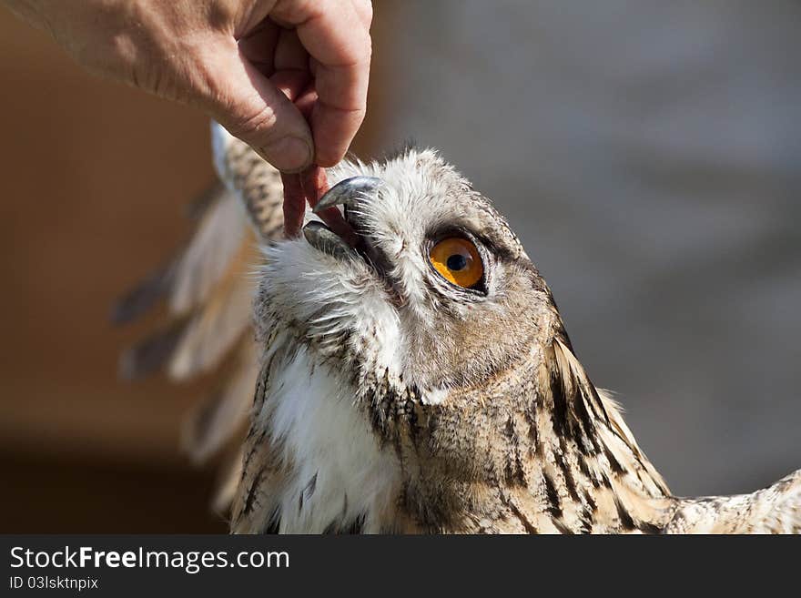 Feeding owls falconer with piece of meat