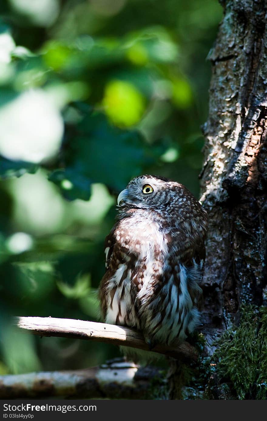 Tengmalm S Owl (Aegolius Funereus)