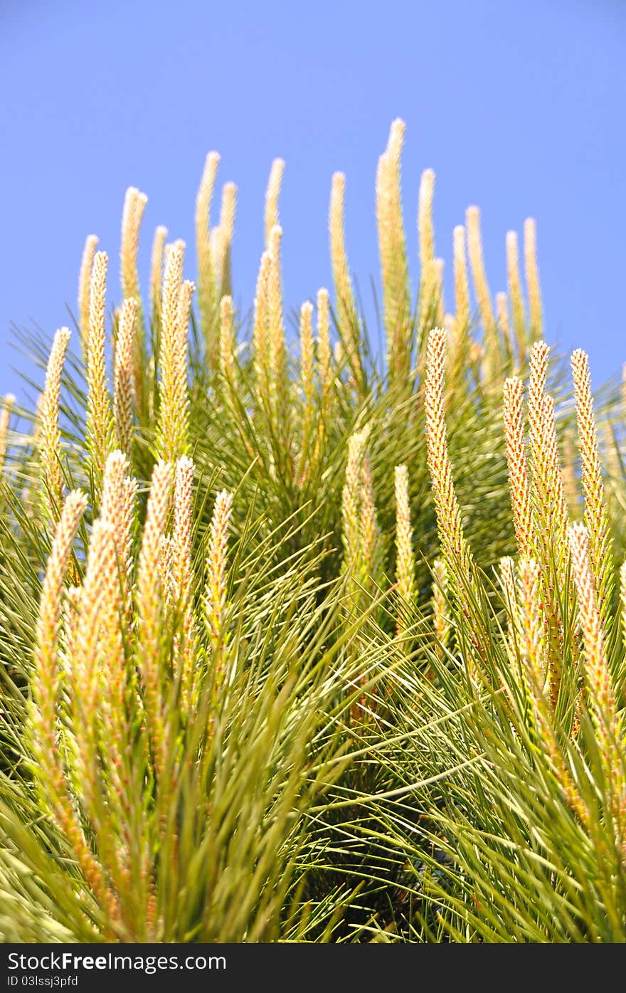 Beautiful needle leaf pine tree