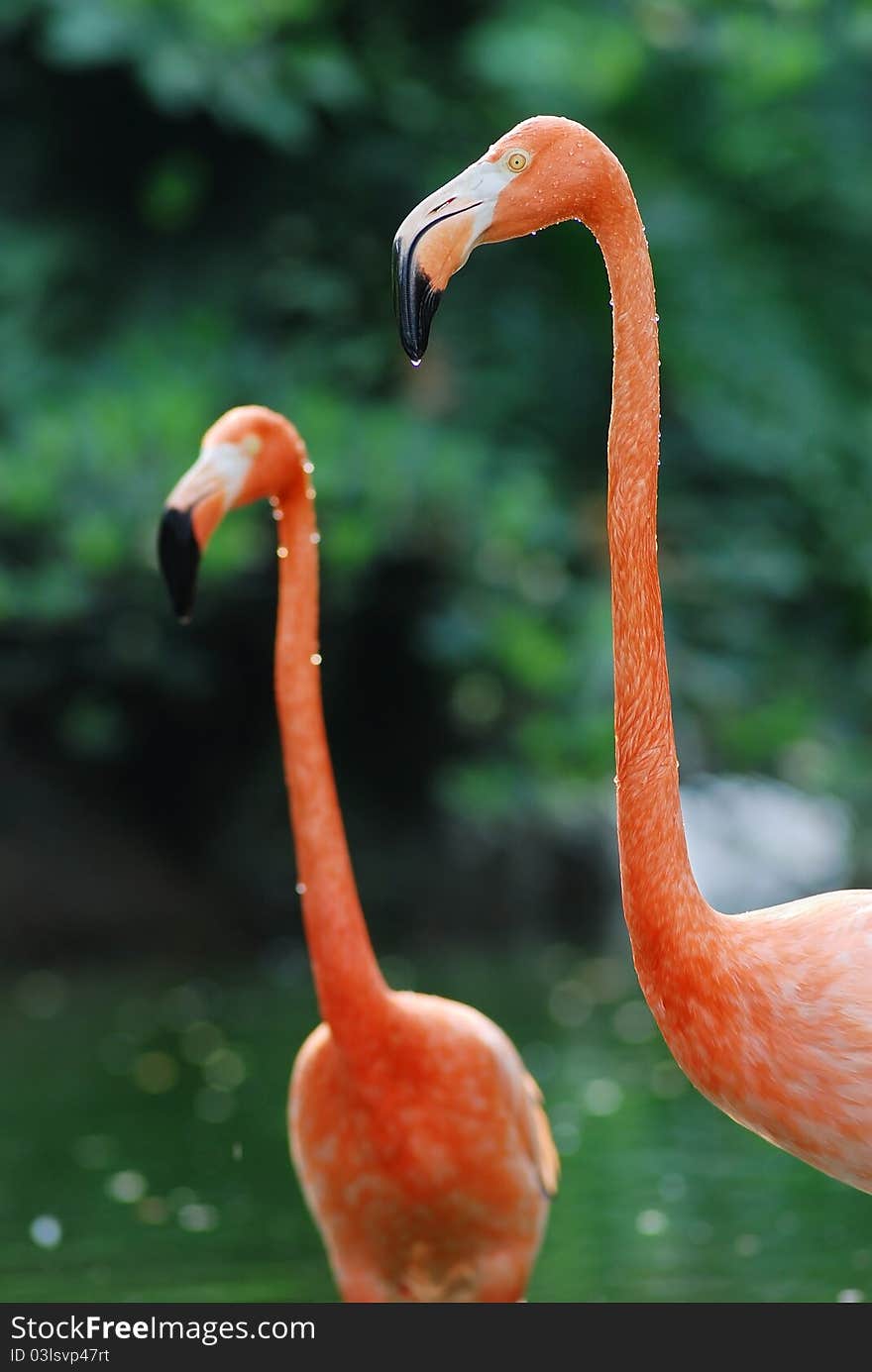 Two flamingos