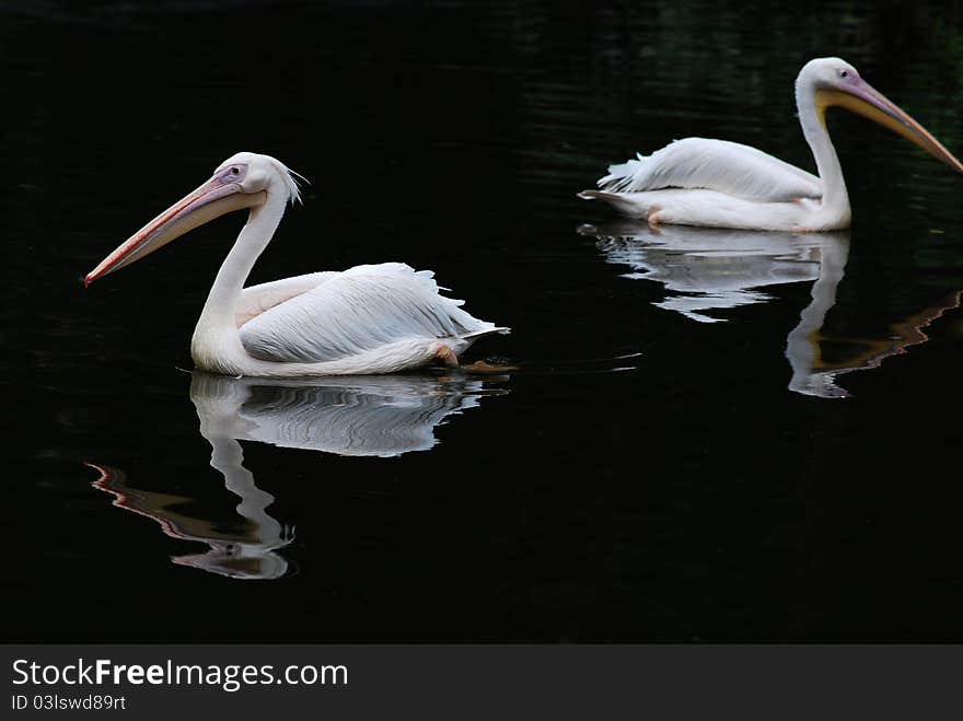 Two pelicans with black background.