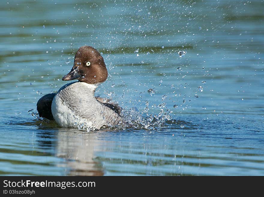 A Goldeneye cleans herself and splashes the water around. A Goldeneye cleans herself and splashes the water around..