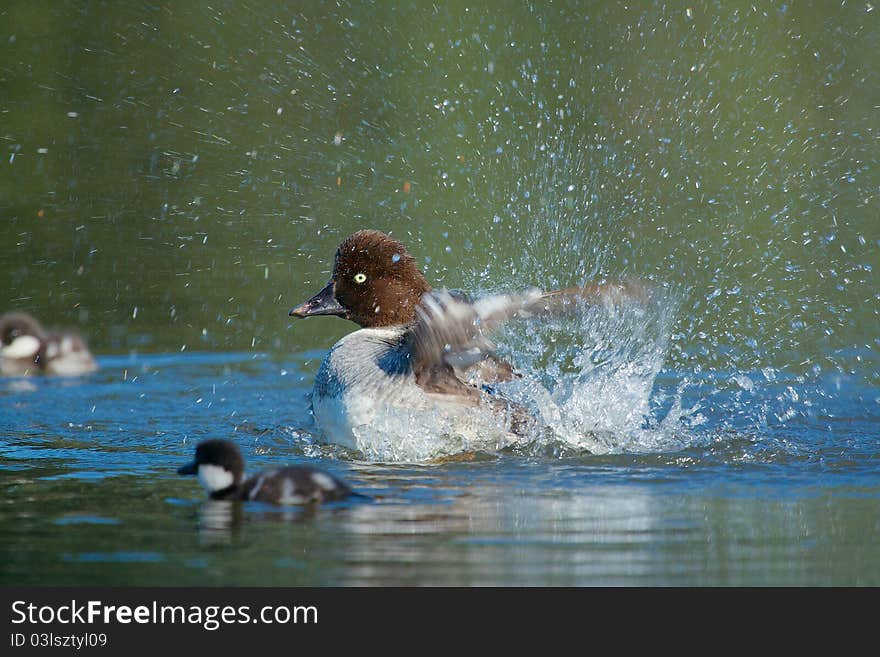 A Goldeneye cleans herself as a couple of chicks swim by. A Goldeneye cleans herself as a couple of chicks swim by