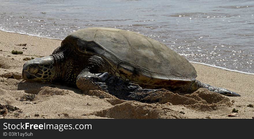 Hawaiian Sea Turtle basking on the beach in Hawaii. Hawaiian Sea Turtle basking on the beach in Hawaii.