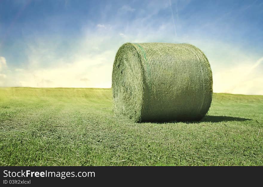 Wheat field