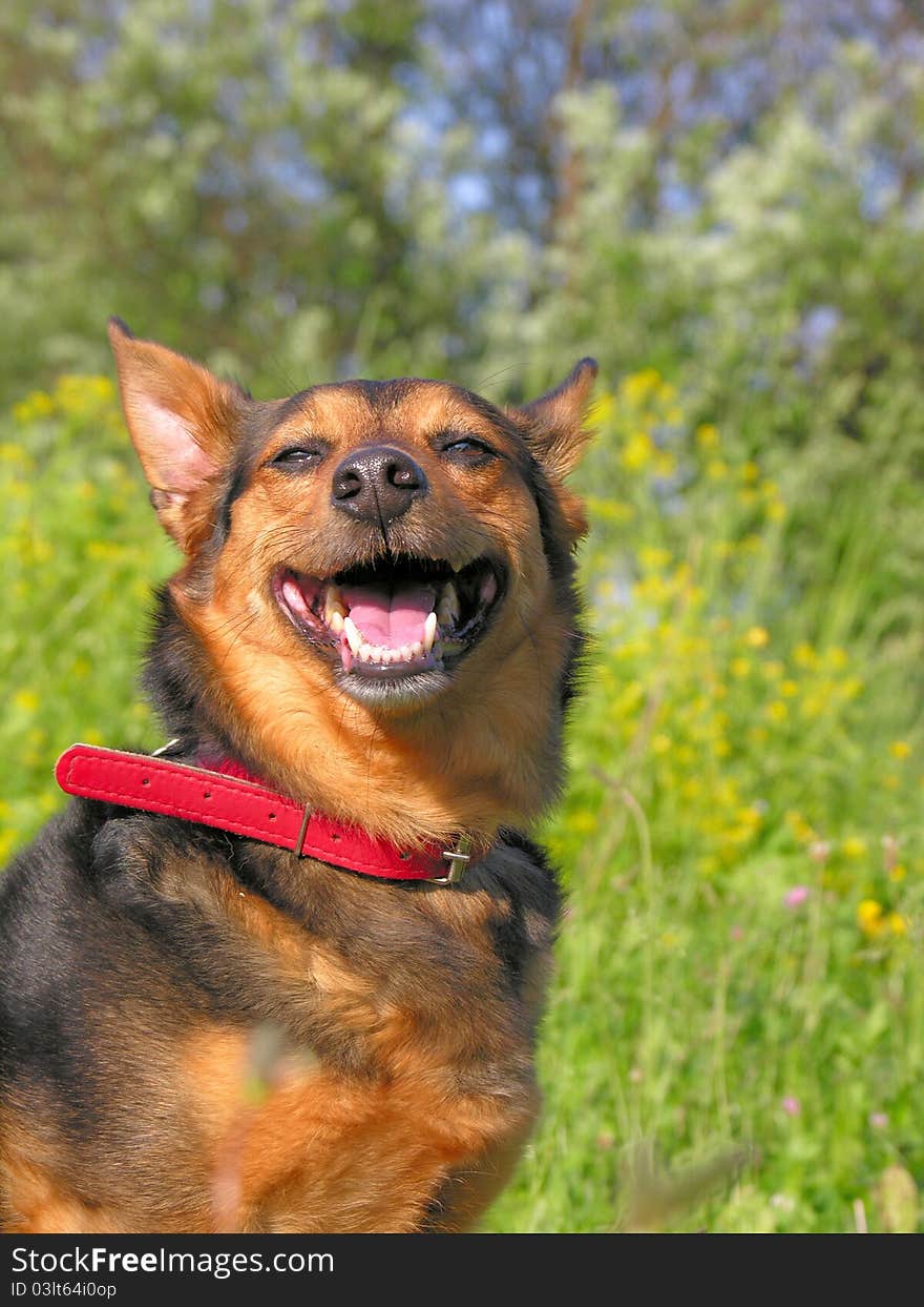 Most happy dog at the world. Most happy dog at the world