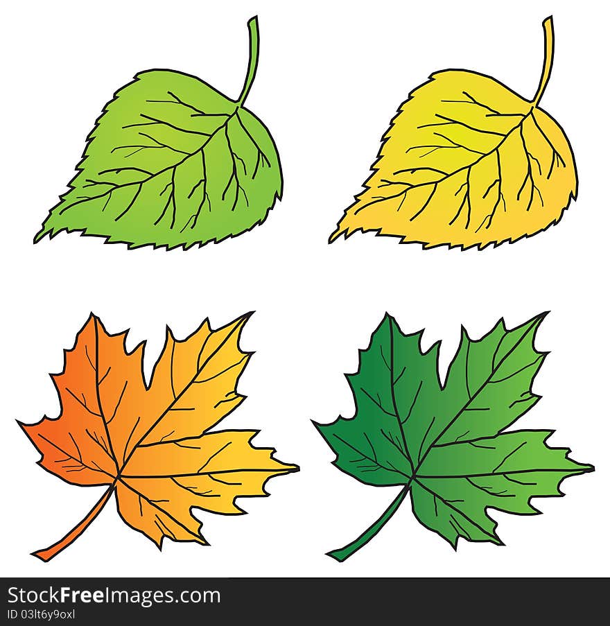 Spring and autumn colorful leaves of a birch and maple. Vector illustration. Spring and autumn colorful leaves of a birch and maple. Vector illustration.