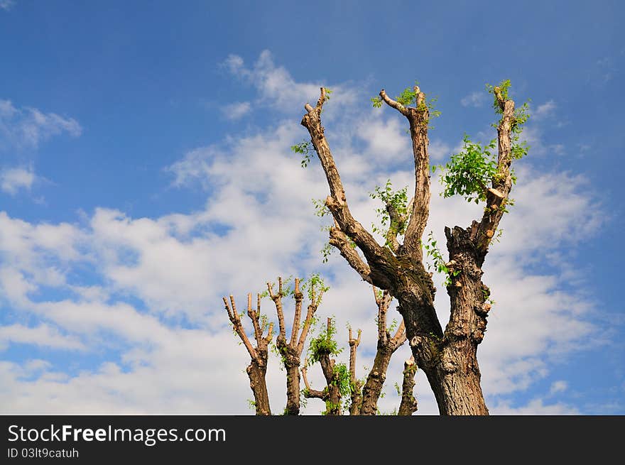 Branches of trees, sky and clouds background. Branches of trees, sky and clouds background