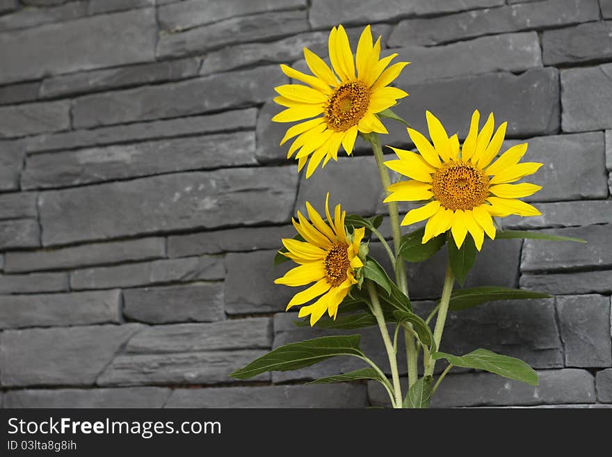 Sunflowers over the modern wall