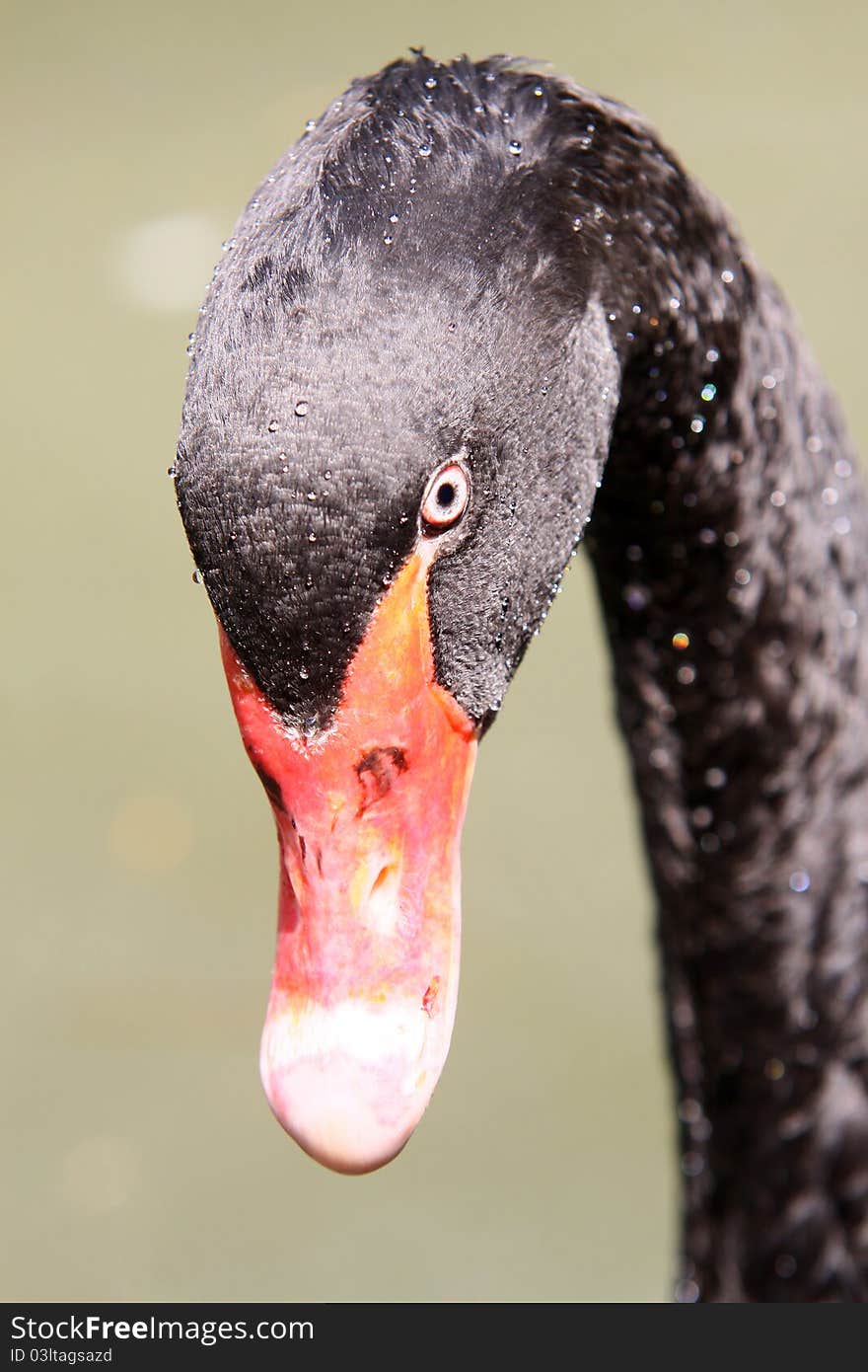 Photo of head of black swan