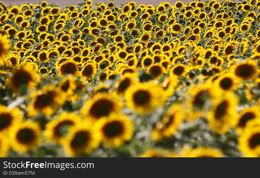 Sunflowers